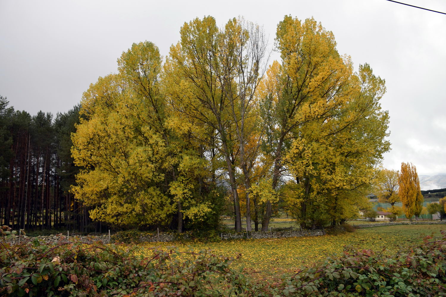 foto DSC_0145.jpg de 20191101 Otoño Human & Nature A